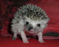 /album/chs-natalciny-jezinci/amalka-jpg/