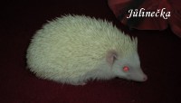 /album/chs-natalciny-jezinci/julinecka02-jpg1/