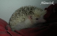 /album/chs-natalciny-jezinci/alanecek1-jpg1/